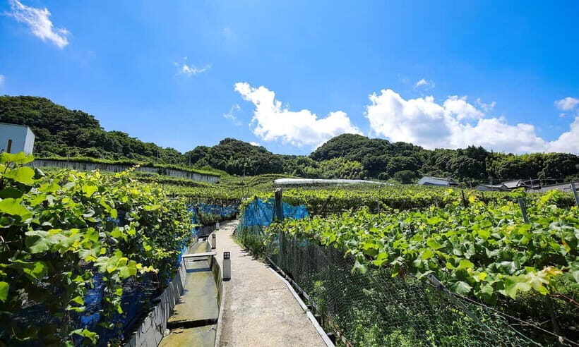 Osaka Winery Tour with Wine Tasting & Vineyard Walk - Small bites with wine: not a side detail