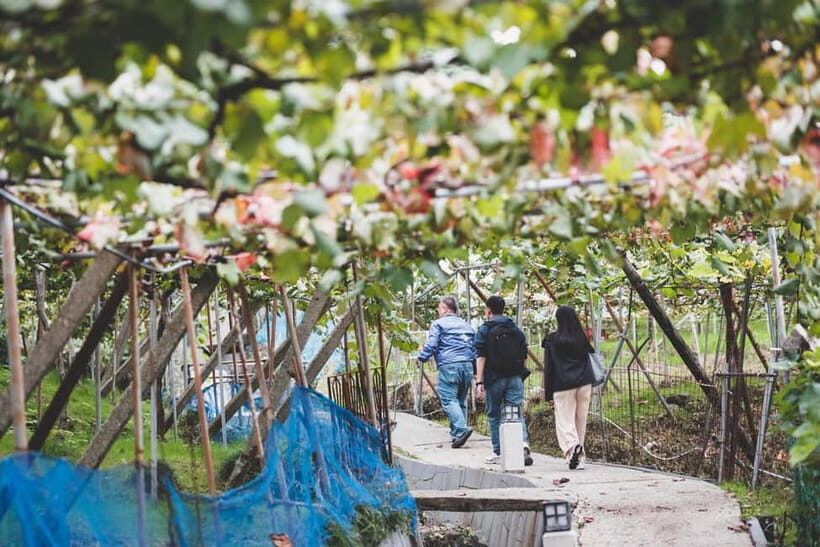 Osaka Winery Tour with Wine Tasting & Vineyard Walk - The wine cellar visit: where “heritage” turns into an actual room