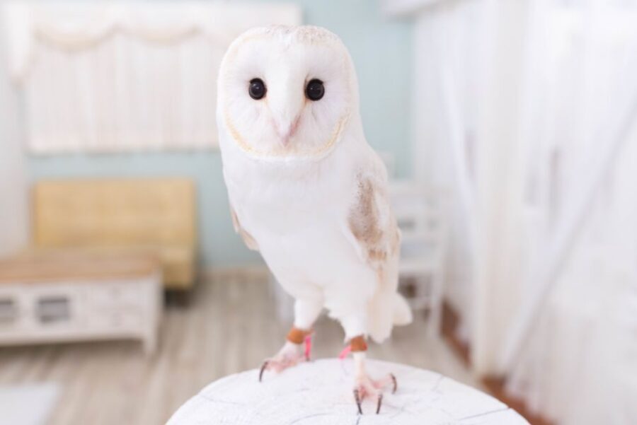 Owl Cafe Tokyo Akiba Fukurou - Key things to know before you go