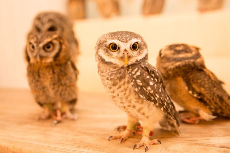 Owl Cafe Tokyo Akiba Fukurou - FAQ