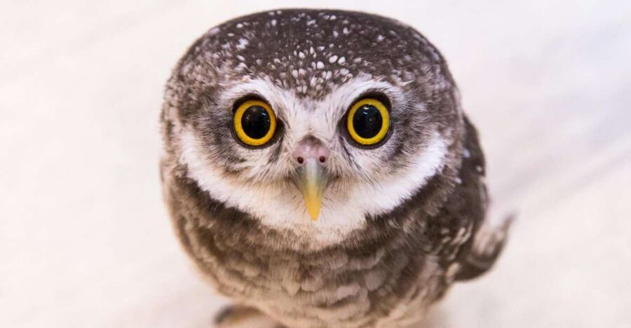 Owl Cafe Tokyo Akiba Fukurou - Akihabara’s Owl Café setup: where you go and what you get immediately