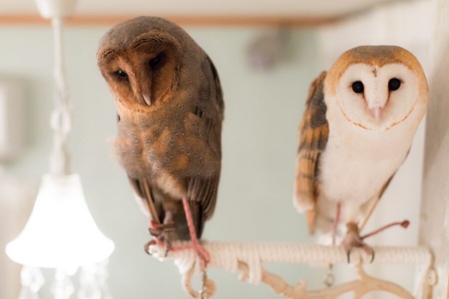 Owl Cafe Tokyo Akiba Fukurou - Photography that works: how to get great souvenir shots without stressing them