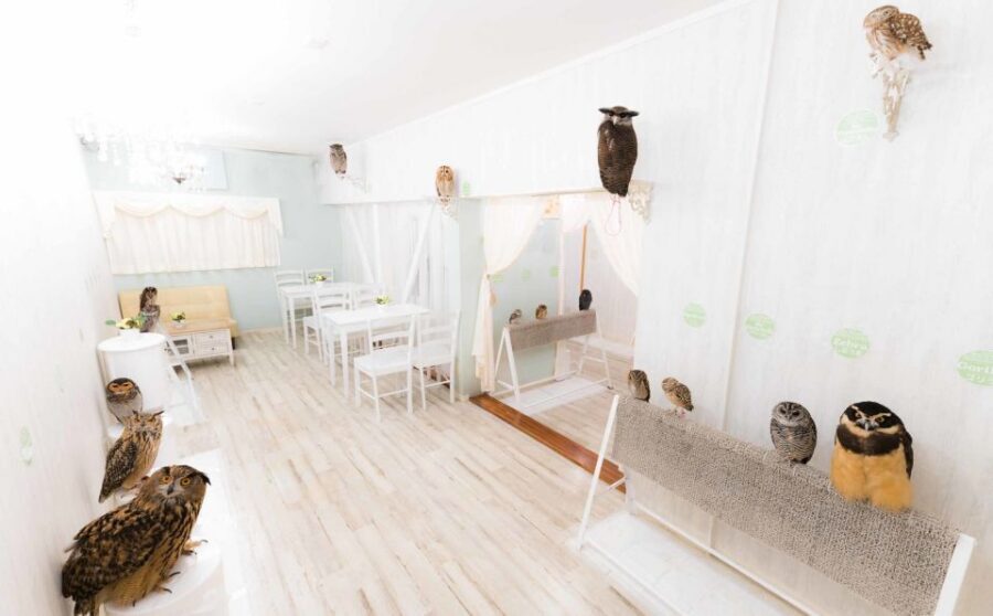 Owl Cafe Tokyo Akiba Fukurou - Is it really a café? What it feels like once you’re inside