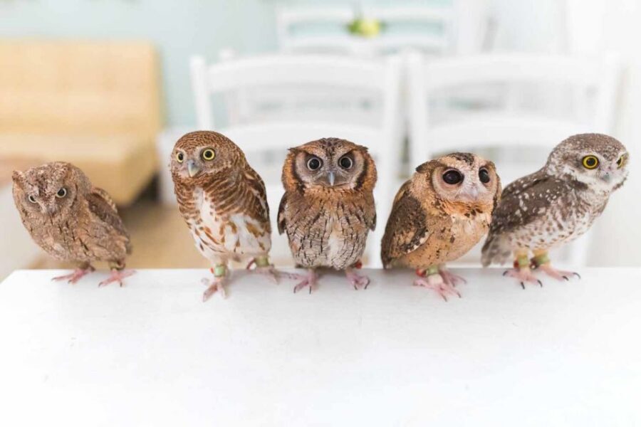 Owl Cafe Tokyo Akiba Fukurou - Price and value: what $35 buys you in Tokyo