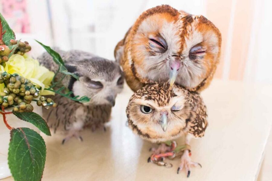Owl Cafe Tokyo Akiba Fukurou - Who should book Owl Café Tokyo Akiba Fukurou (and who should skip it)