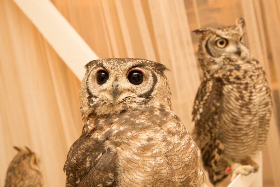 Owl Cafe Tokyo Akiba Fukurou - Should you book? My take on the decision