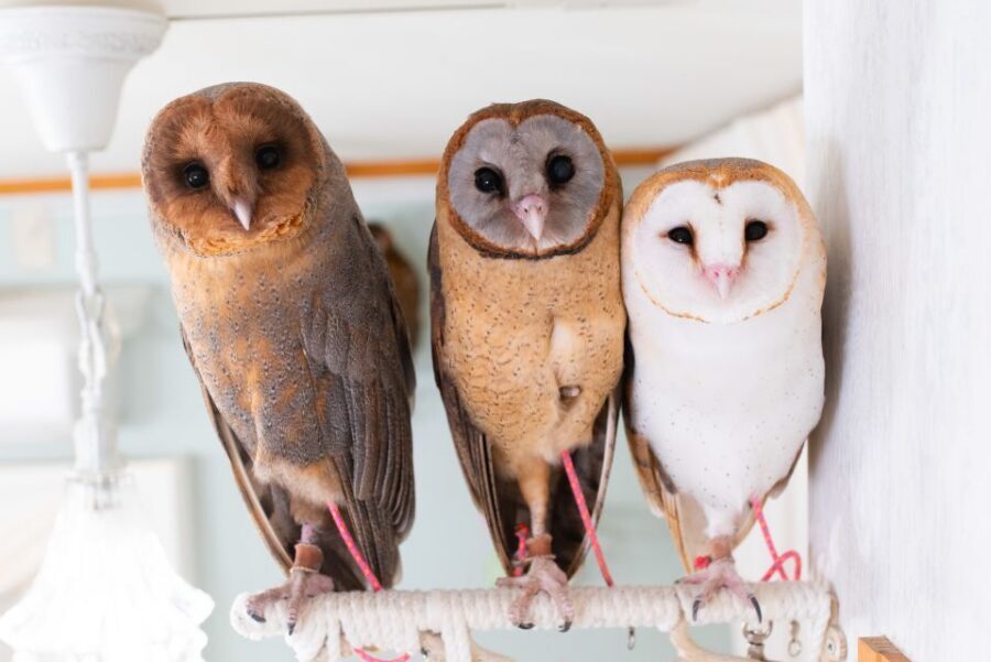 Owl Cafe Tokyo Akiba Fukurou - Your 50-minute owl encounter: what the clock is really doing