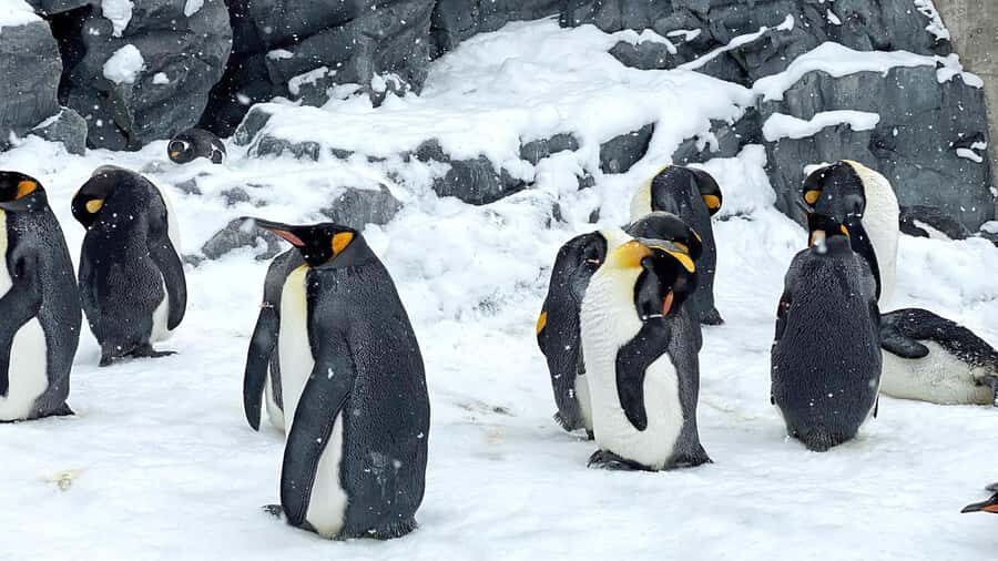 Penguin Fun & Snowmobile : Sapporo Winter (Asahiyama Zoo) - Sapporo-to-Asahiyama: a winter day built for motion