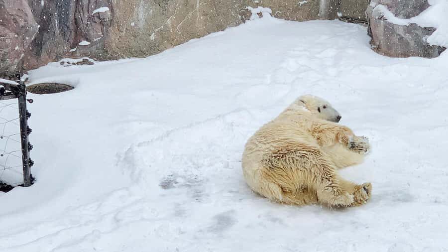 Penguin Fun & Snowmobile : Sapporo Winter (Asahiyama Zoo) - Shikisai-no-oka snow fields, and how the snowmobile choice affects your day