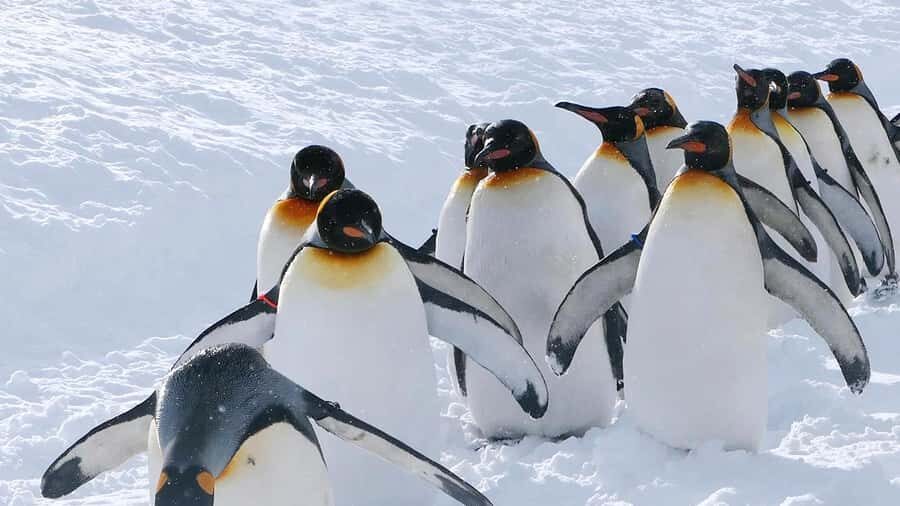 Penguin Fun & Snowmobile : Sapporo Winter (Asahiyama Zoo) - Asahiyama Zoo: penguins and snow-first animal viewing