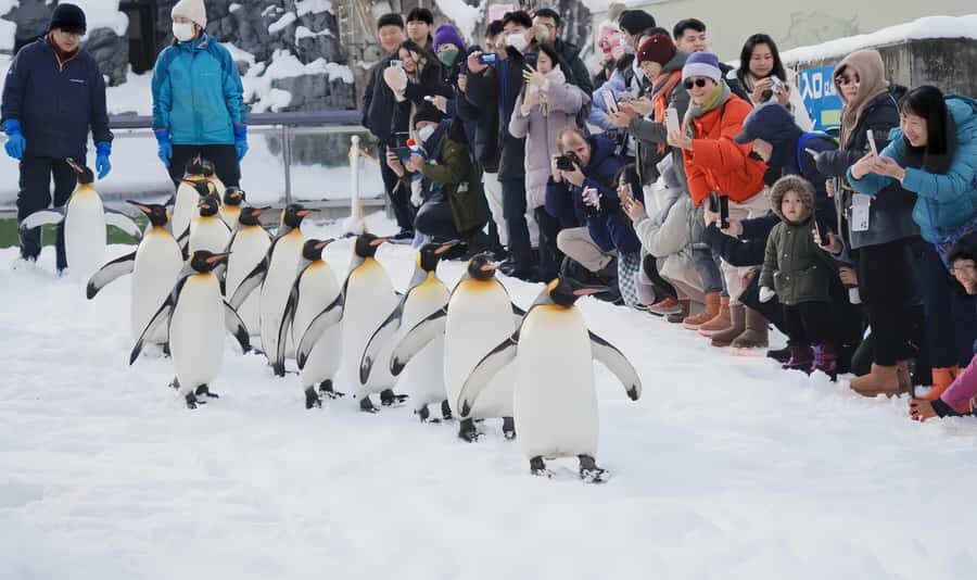 Penguin Fun & Snowmobile : Sapporo Winter (Asahiyama Zoo) - Worth the money: does $58 deliver real value for a day trip?