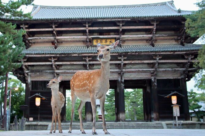 Perfect Nara Park Half-Day Bus Tour with English Speaking Guide - Why This Half-Day Nara Bus Tour Makes First-Timers Feel Confident