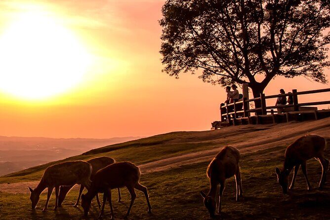 Perfect Nara Park Half-Day Bus Tour with English Speaking Guide - Kasuga Taisha: Deer Fortune Paper and Shrine-Style Sightseeing