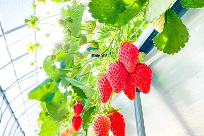 Play with Snow Crab Buffet Lunch and Strawberry Picking Bus Tour - Should you book this Snow Crab and Strawberry Tour?