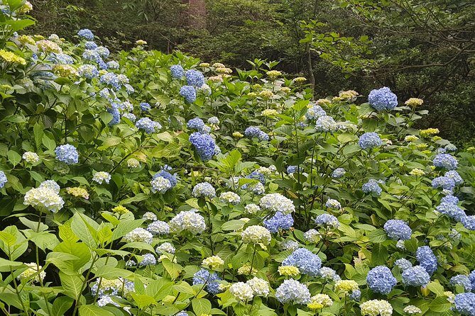 Private Car Day Trip to the Kobe Mountains, Gardens and Hot Springs from Osaka - Mount Rokko summit time: views first, then a gentle change of scenery