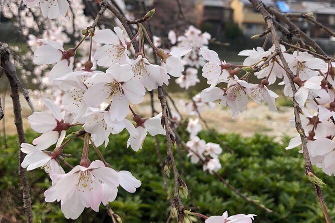 Private car tour in Kyoto (up to 4) - Kosuke’s Role: English, Driving Skills, and Real Flexibility