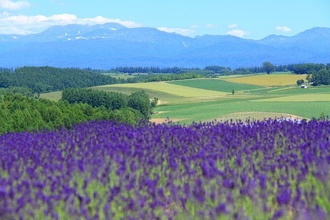 Private Car Tour of Furano and Biei in Hokkaido with Local Guide - Quick reasons to choose this Furano and Biei private car day