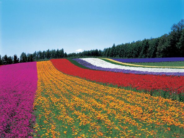 Private Car Tour of Furano and Biei in Hokkaido with Local Guide - Alpaca Farm: a short, sweet animal break (with separate admission)