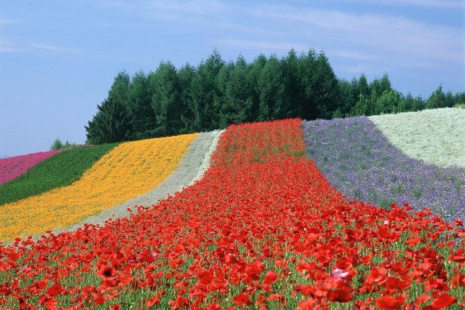 Private Car Tour of Furano and Biei in Hokkaido with Local Guide - Shirogane Blue Pond and Shirahige Falls: why the blue can look different