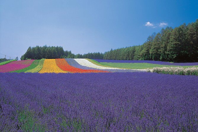 Private Car Tour of Furano and Biei in Hokkaido with Local Guide - Food, timing, and the cash you should bring