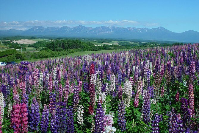 Private Car Tour of Furano and Biei in Hokkaido with Local Guide - Who this tour fits best (and who might want another plan)