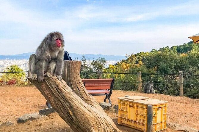 Private Day Tour - Kyoto Arashiyama & Bamboo Forest Perfect Tour! - Nonomiya Shrine: A Bamboo-Tree Shrine Moment (Free, 20 Minutes)