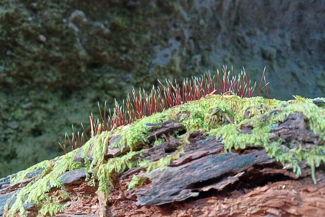 Private Day Trip of Lake Shikotsu and Moss Canyon - Shikotsuko Visitor Center: quick context before you get walking