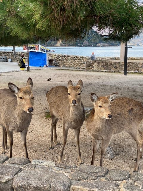 Private Hiroshima and Miyajima Tour with Licensed Guide - Hiroshima with a government-licensed guide (and why it matters)