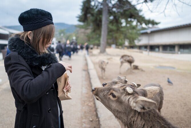 Private Journey in Nara’s Historical Wonder - Nara Park, Wakakusayama Hill, and the nature break that actually matters