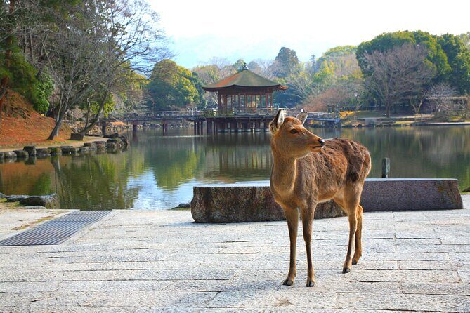 Private Journey in Nara’s Historical Wonder - Naramachi streets: traditional merchant-house vibes