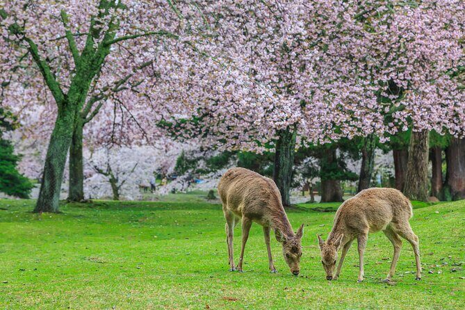 Private Kyoto Customizable Day Tour with Guide and Vehicle - Quick hits before you plan