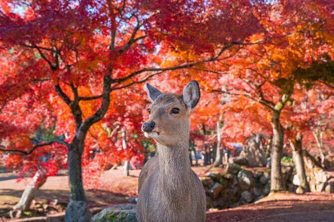Private Kyoto Tour by Car with Optional Nara or Osaka Add-Ons - Private Kyoto by car: what you’re really paying for
