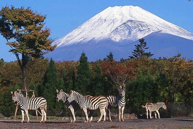 Private Mount Fuji and Hakone City Tour In luxury car from Tokyo - A Luxury Private Car Out of Tokyo to Fuji Country