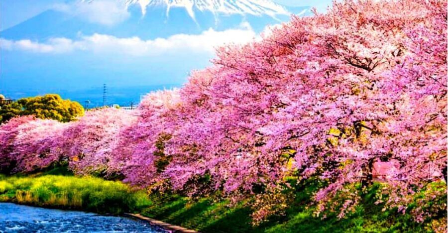 Private Mount Fuji sightseeing Day trip with English Guide - Key highlights at a glance