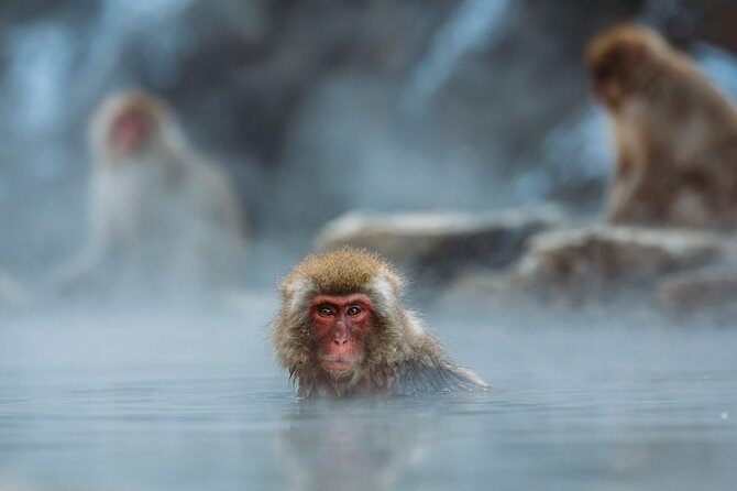 Private Nagano 1-Day Tour:Snow Monkeys,Zenko-ji,Obuse,Sake,Onsen - Stop 1: Jigokudani Snow Monkey Park and the real meaning of wild monkeys
