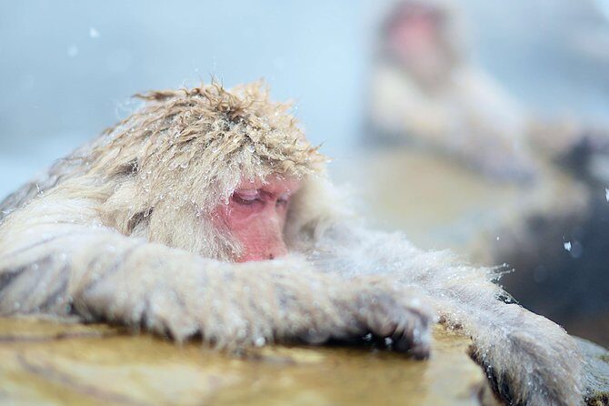 Private Nagano 1-Day Tour:Snow Monkeys,Zenko-ji,Obuse,Sake,Onsen - Obuse town: lunch break, sake tasting, and an easy pace