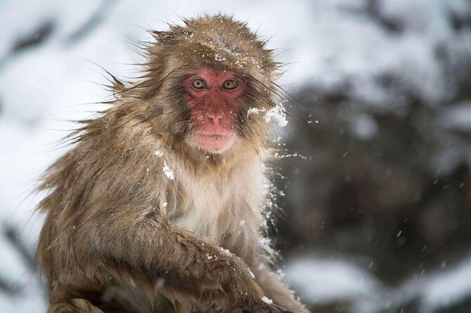Private Nagano 1-Day Tour:Snow Monkeys,Zenko-ji,Obuse,Sake,Onsen - Shibu Onsen soak: the recovery chapter at the end of a full day