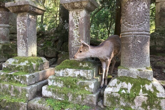 Private Nara Tour and Sake Tasting (Departing from Kyoto/Nara) - Nara Park deer time: fun, photo-friendly, and not chaotic