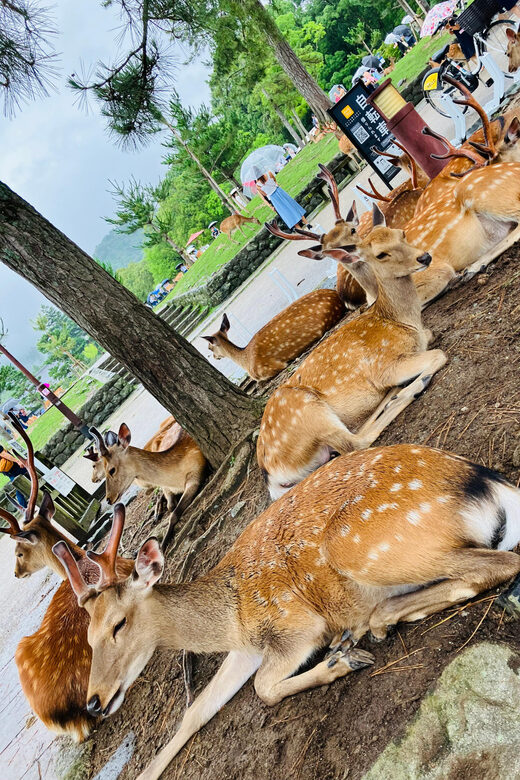 Private Nara Tour from Osaka – Meet at Your Hotel - Key Highlights You’ll Actually Notice