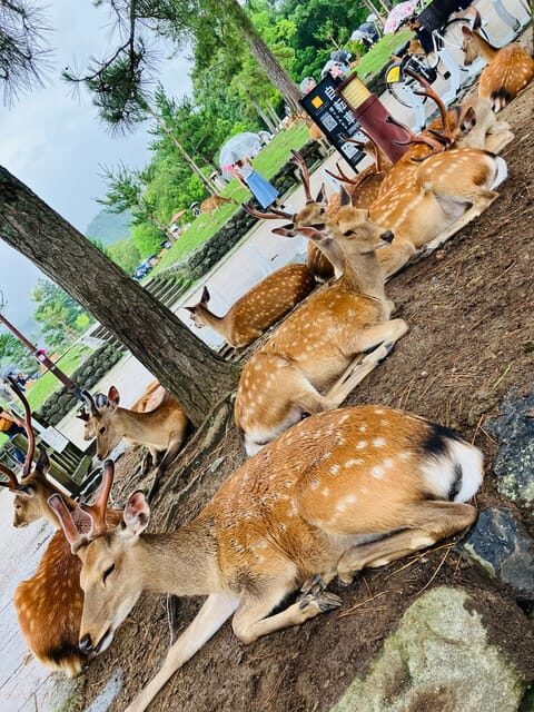 Private Nara Tour from Osaka – Meet at Your Hotel - Nara in 6 Hours: Why This Day Trip Works