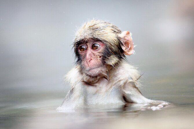 Private roundtrip transport: to/from Snow Monkey Park - Key Things You’ll Like About This Private Transfer