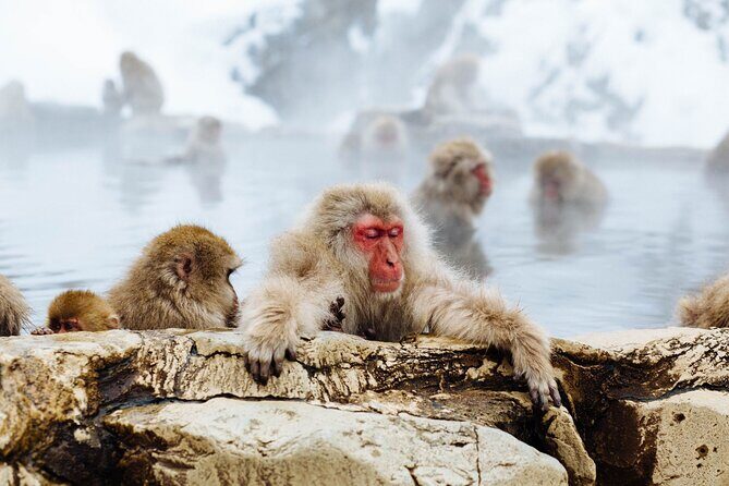 Private roundtrip transport: to/from Snow Monkey Park - The Ride Up in an Air-Conditioned Private Vehicle