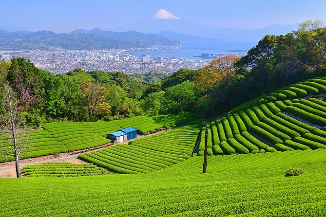 Private Sightseeing Tour from Shimizu Port / Sedan Taxi - Nihondaira Plateau And Ropeway: Suruga Bay Views With Built-In Time