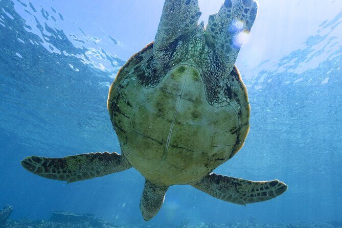 Private snorkeling tour Ishigaki island - Shore-entry snorkeling: comfort, control, and fewer hassles