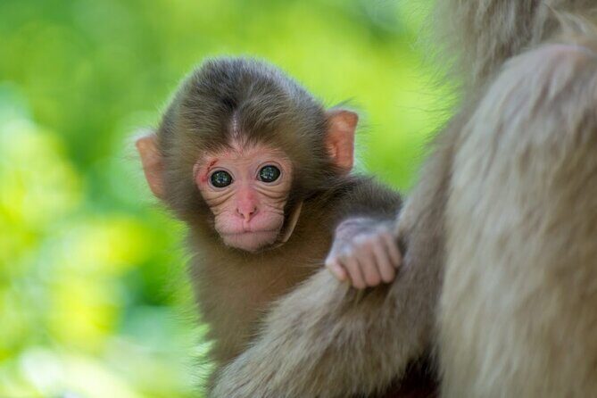 Private Snow Monkey Tour - Conveniently Resort Hop and Sightsee - Zenko-ji Temple: history you can actually walk through