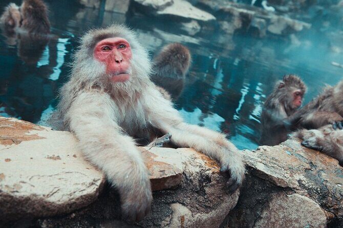 Private Snow Monkey Tour - Conveniently Resort Hop and Sightsee - Jigokudani Snow Monkey Park: plan for cold and calm watching