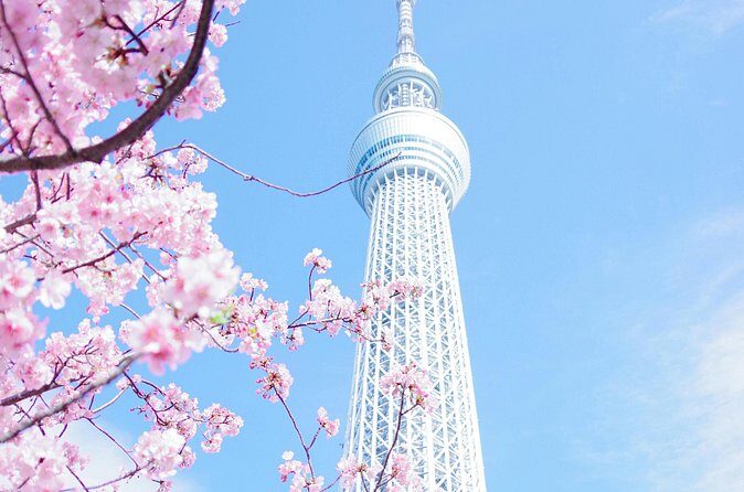 Private Tour in Tokyo with English speaking driver - Tsukiji Fish Market atmosphere and a realistic lunch plan