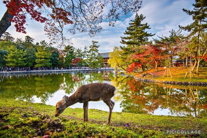 Private Tour Kyoto-Nara w/Hotel Pick Up & Drop off from Kyoto - Why this private Kyoto-Nara day works so well