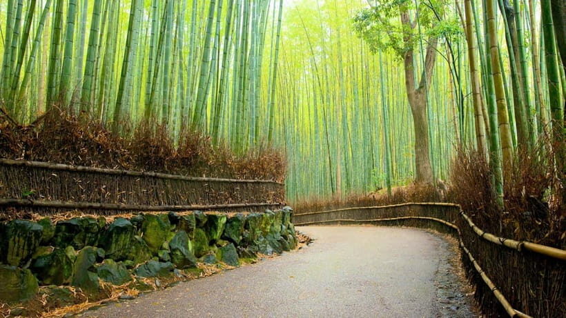 Private Tour to Monkey Park and Arashiyama Highlights - Monkey Park Iwatayama: the climb, the views, and feeding rules