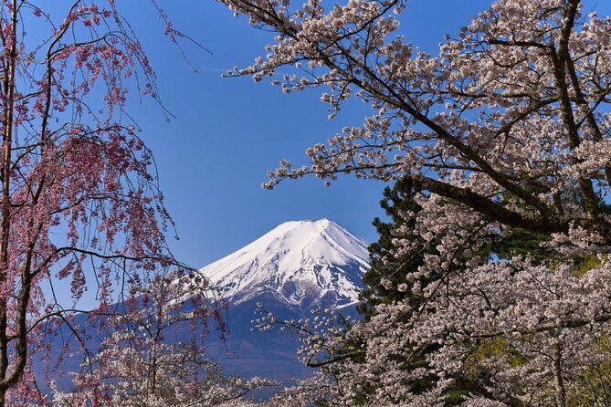 Private tour to Mount Fuji with an English driver from Tokyo - Stop 5: Chureito Pagoda (iconic frame, cherry blossoms if in season)